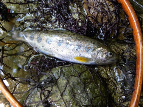 56081cde58a34c3993f560b4d399f266_s