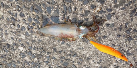 【画像】ワイ、初めてイカを釣る