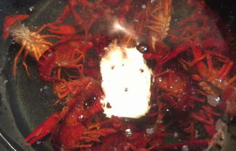 ザリガニでエビチリ作ったった 釣りまとめ速報 ザリガニでエビチリ作ったった 釣りまとめ速報