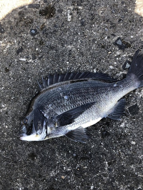 【画像】昼過ぎから夜まで釣りするで