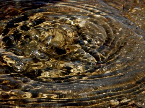 きれいな川に魚はいないって本当 釣りまとめ速報
