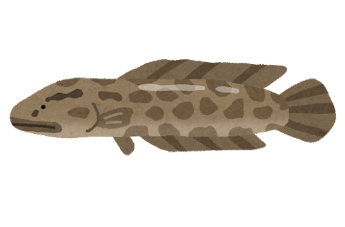 画像 釣り初心者ワイ バス釣りに挑むも変な魚を釣ってしまう 画像 釣り初心者ワイ バス釣りに挑むも変な魚を釣ってしまう