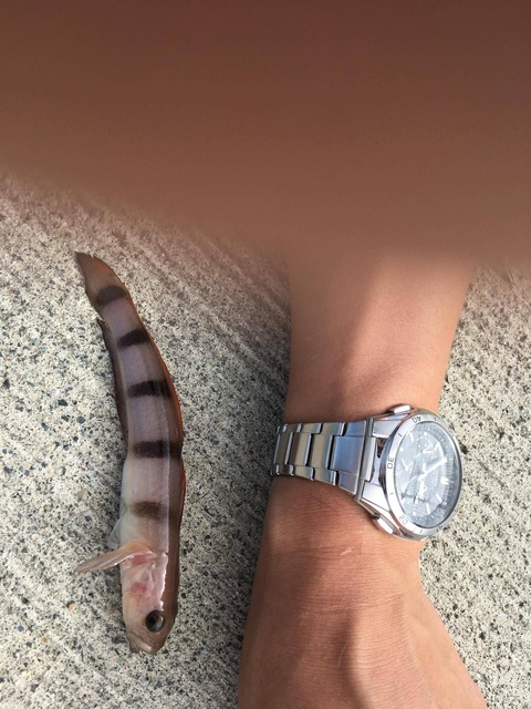 なんj民 この魚なんや 彡 ゚ ゚ 写ってる時計羨ましいなぁ せや 釣りまとめ速報 なんj民 この魚なんや 彡 ゚ ゚ 写ってる時計羨ましいなぁ せや 釣りまとめ速報