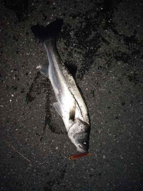 【画像】今夜は強風の中バチぬけチェックいくわよー！