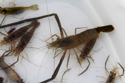 画像 テナガエビ捕まえて食うの楽しすぎワロタｗｗｗｗ 釣りまとめ速報