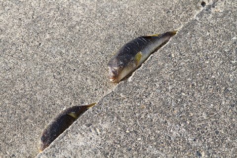 釣り人 フグじぇねーか ふざけんな 熱々の陸地にﾎﾟｲｰ これｗ 釣りまとめ速報