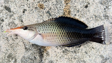 【画像】沖縄で釣りしてきたんやけどちょっとさぁ?