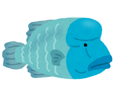 fish_napoleonfish2