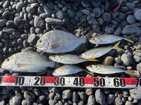 【画像】釣り行ってきたンゴ