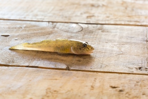 2526017d9cb9cf5d9c00f73722f4e717_s