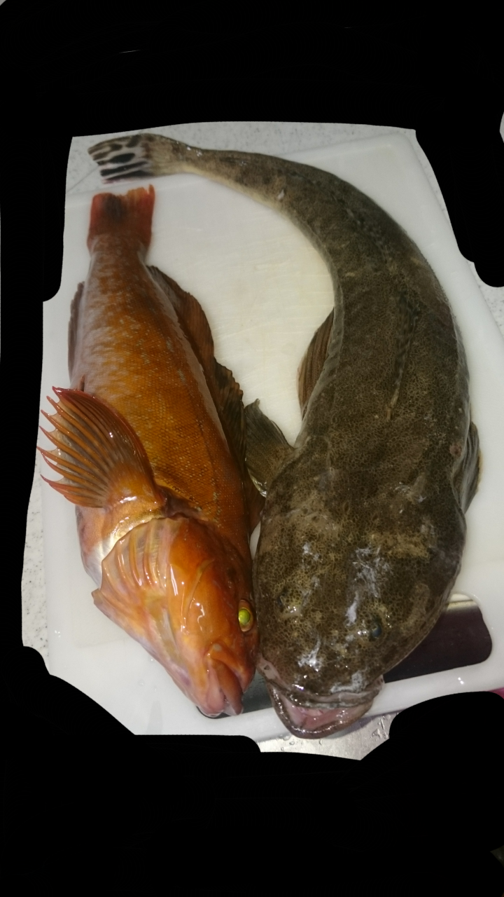 アイナメ 釣りまとめ速報