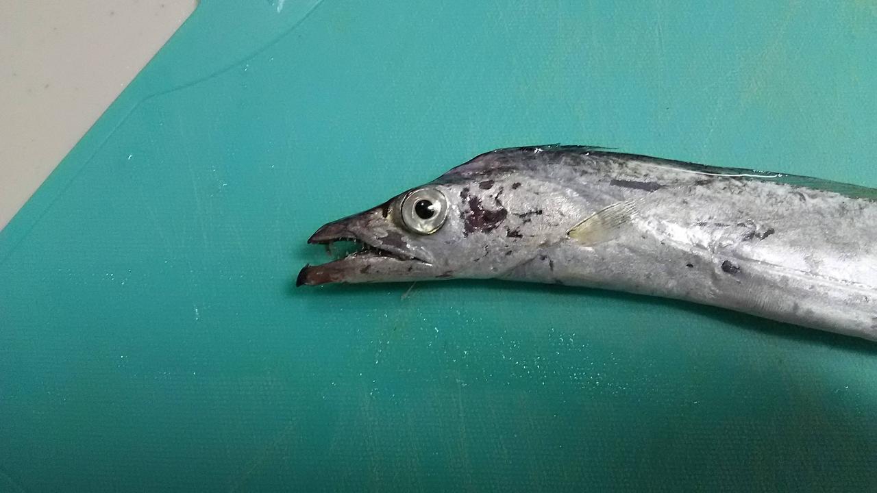 タチウオ 釣りまとめ速報