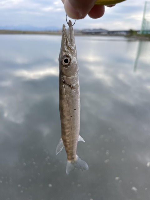 【画像】今日相模川行ったらバラクーダ釣れて草