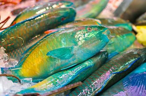 画像 沖縄で食べられてる魚の殆どがカラフルな熱帯魚ｗｗｗｗｗｗ 釣りまとめ速報