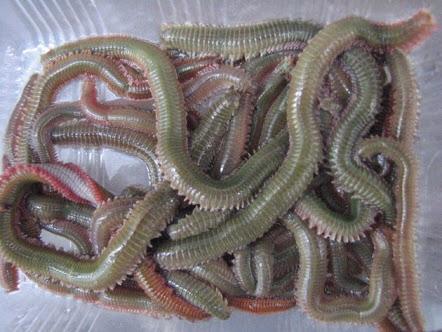 閲覧注意 釣り餌のキモさが俺を釣り人デビューから遠ざけた 釣りまとめ速報 閲覧注意 釣り餌のキモさが俺を釣り人デビューから遠ざけた 釣りまとめ速報
