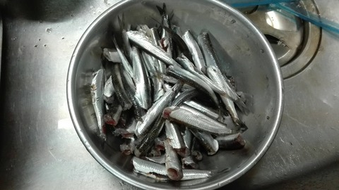魚釣り Gwなので3日連続釣りに行った結果 釣りまとめ速報