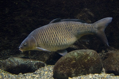 453fc7be0f3d392aeb0c631cfb85e920_s