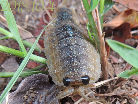虫注意 フナムシに自信ニキ 釣りまとめ速報 虫注意 フナムシに自信ニキ 釣りまとめ速報
