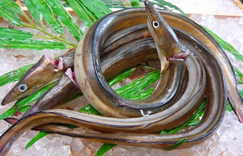 0aa1e33944d4ff4a1b3d4ba3b9702504_s