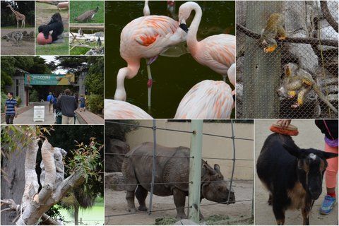 09_13_サンフランシスコ動物園
