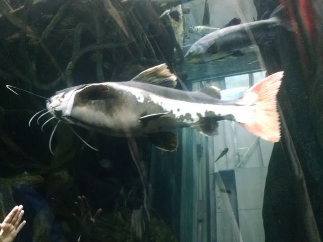 IMG_20170814_121525080