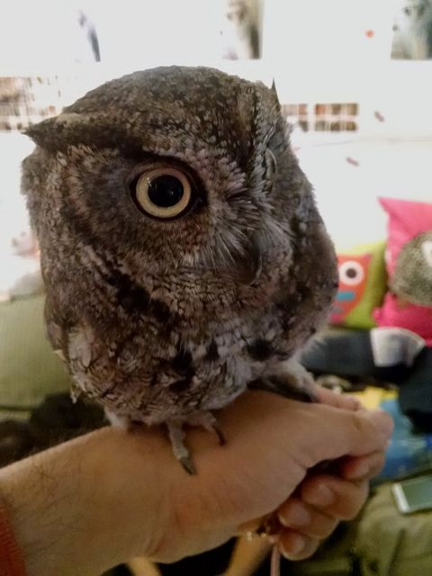 owl2