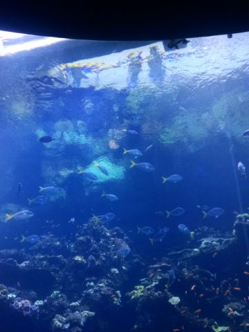 IMG_20170814_123305629