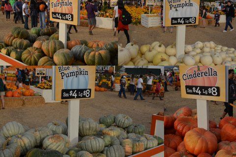 10_24_パンプキンパッチ