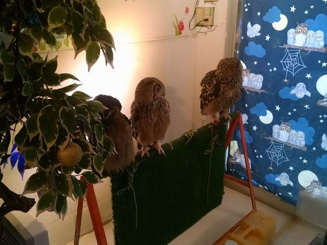 owl3
