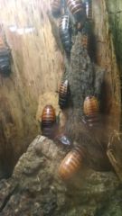 IMG_20150403_141531243_20150417_235557