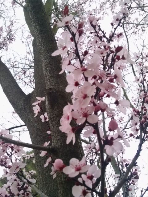 IMG_20180208_174501438-2