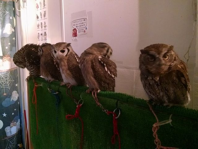 owl1