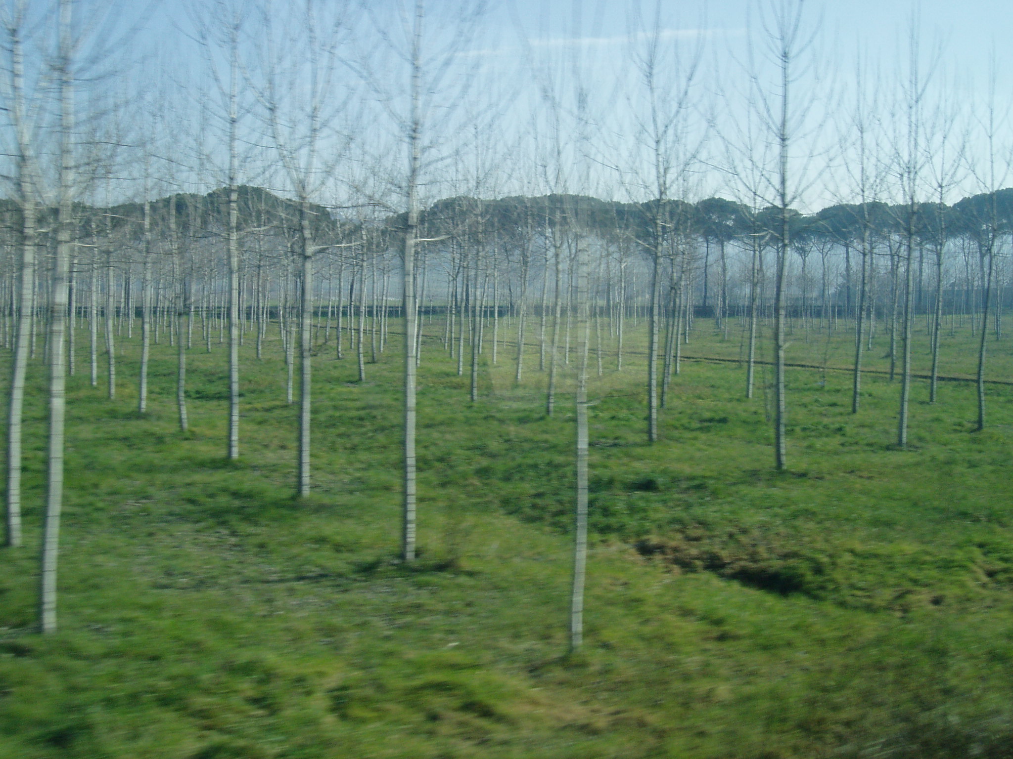 Fillipo旅の記憶 フィオレンティーナ編 Attaccante ｌｄ