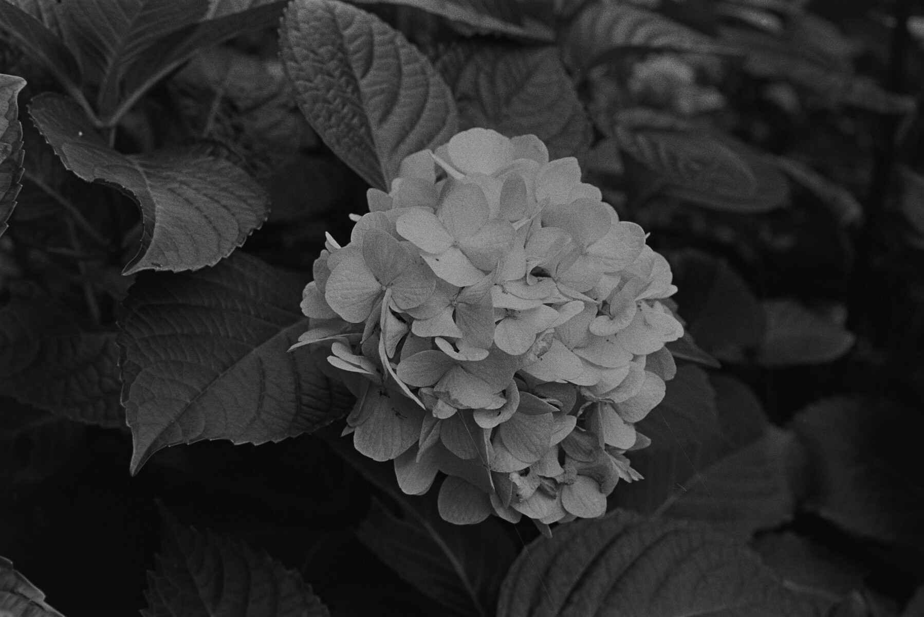 使用感は問題有りません！写真に写るものが全てになります。中古です理解あるかたで。 SHINYAKOZUKA - 【残り一点】Sir, Penguin | ACRMTSM ONLINE STORE