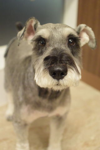 髭犬シュナウザーのお友だち ペットホテルフィルウ光が丘店の日々あれこれ 髭犬シュナウザーのお友だち ペットホテルフィルウ光が丘店の日々あれこれ