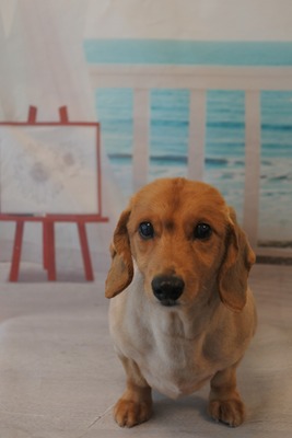DSC_5275 (2)