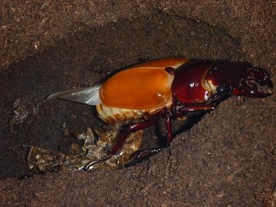 楽天市場】むしや本舗 タランドゥス オオツヤクワガタ