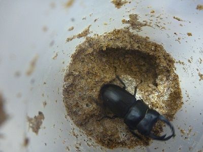 国産オオクワガタCB掘り出し : ふぃるの秘密の花園 国産オオクワガタCB掘り出し : ふぃるの秘密の花園