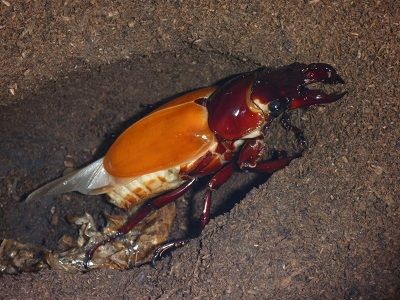 タランドゥスオオツヤクワガタ羽化！ : ふぃるの秘密の花園