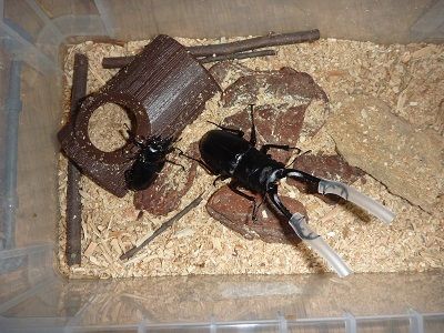 たなかさまオオクワガタノコギリペア ノコギリクワガタの飼育方法 交尾と産卵セット作成〜産卵まで
