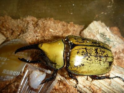 肥留巣？いいえ、宮下です。 : ふぃるの秘密の花園