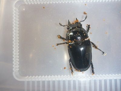 訳アリ確認用。タランドゥス 楽天市場】タランドゥスオオツヤ 1♀54個採卵！【DDA】カワラ菌