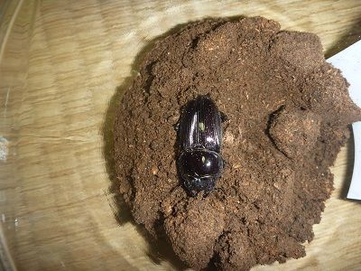 オオクワガタ　山梨県樹液採集個体♂15頭♀2頭　ドイツ箱入り オオクワガタ 山梨TG血統からの累代品 成虫ペア ♂70mm ♀43mm