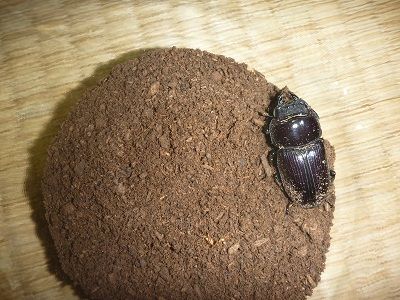 国産オオクワガタ（山梨県韮崎市産F2）掘り出し : ふぃるの秘密の花園