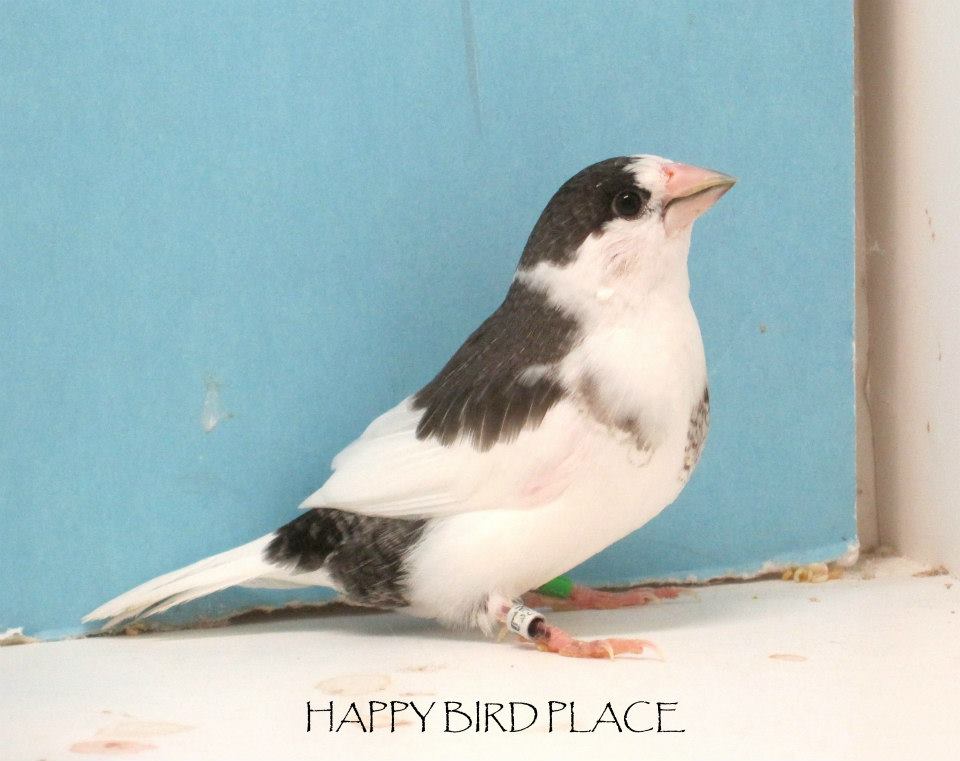 Pied パイド ジュウシマツ日記