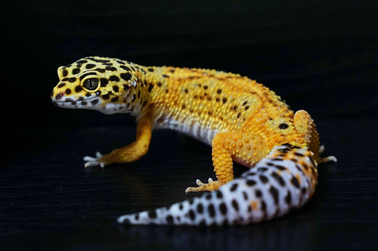 ヒョウモントカゲモドキについて 爬虫類人猿