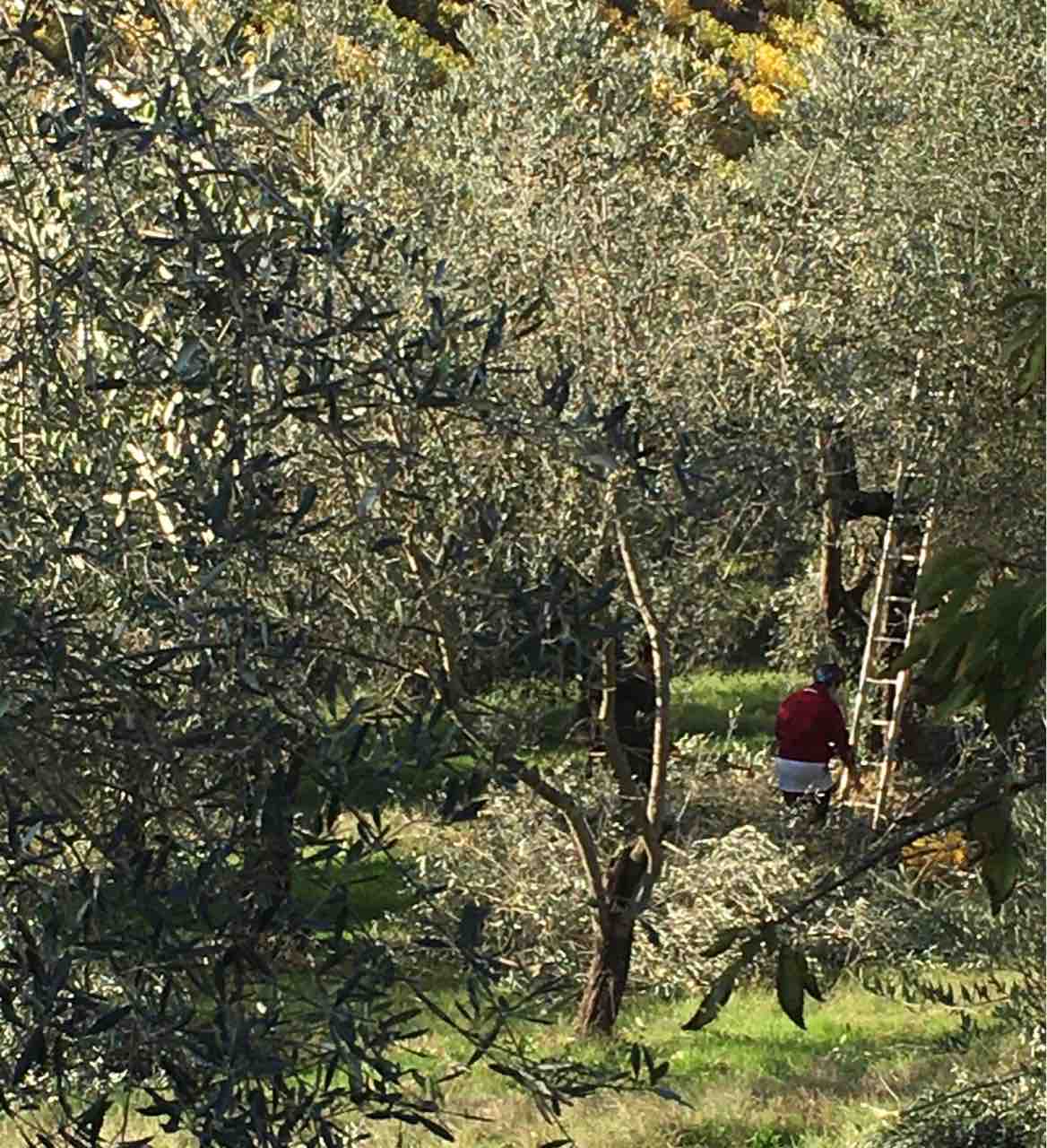 イタリア トスカーナ の秋 マキャヴェリの家へ Fiorerosa7のblog イタリア トスカーナ の秋 マキャヴェリの家へ Fiorerosa7のblog