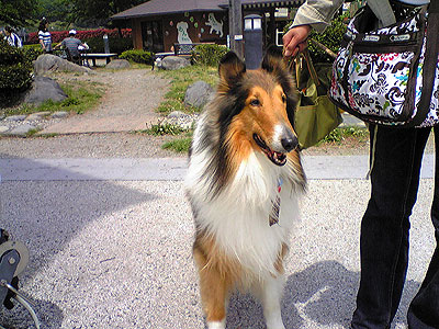 贅沢なドッグラン 忘れられた備忘録