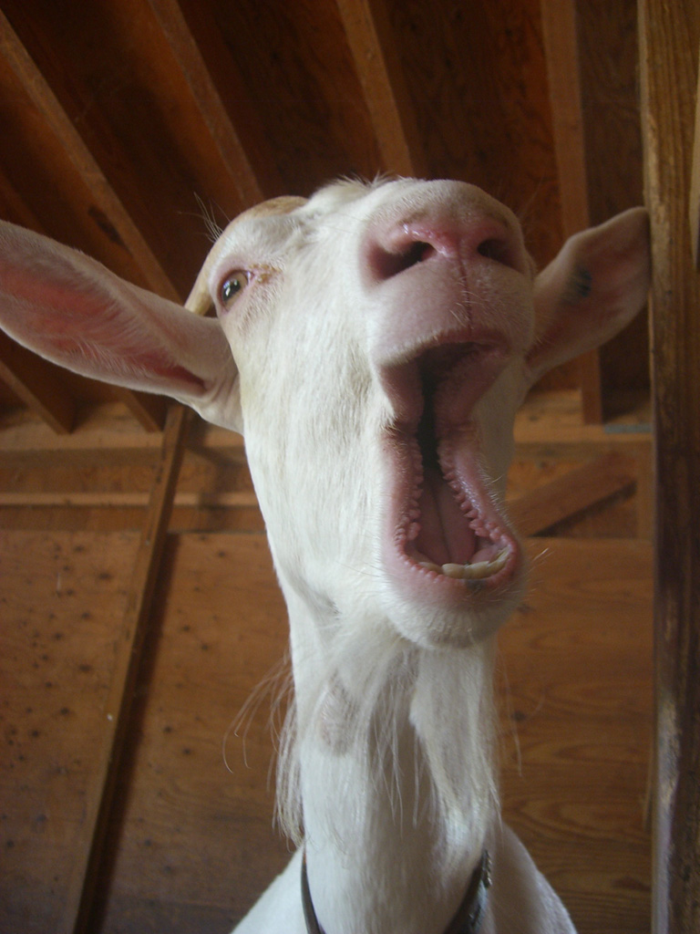 真夏の変顔 ファーミーランド日記