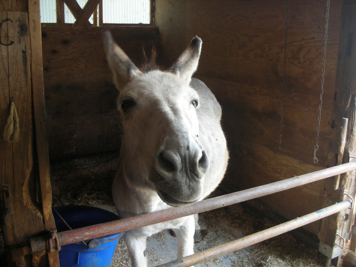 馬のエサ待ち ファーミーランド日記